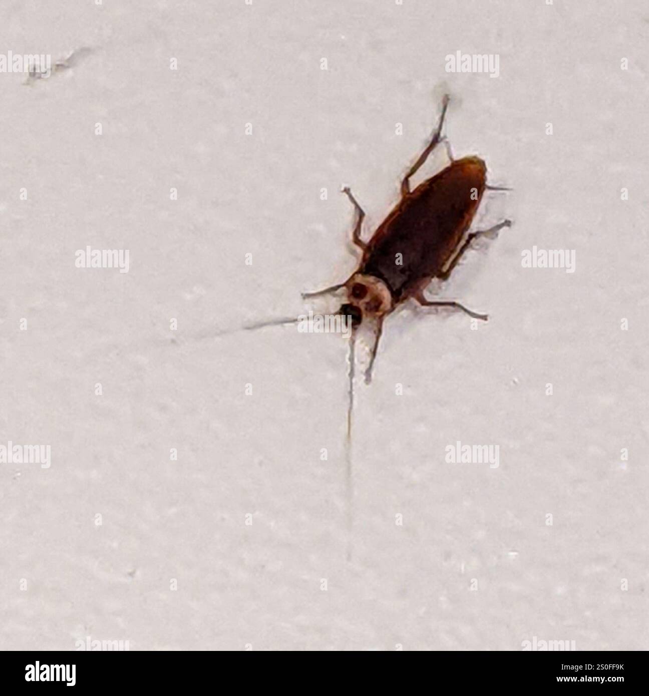 American Cockroach (Periplaneta americana Stock Photo - Alamy