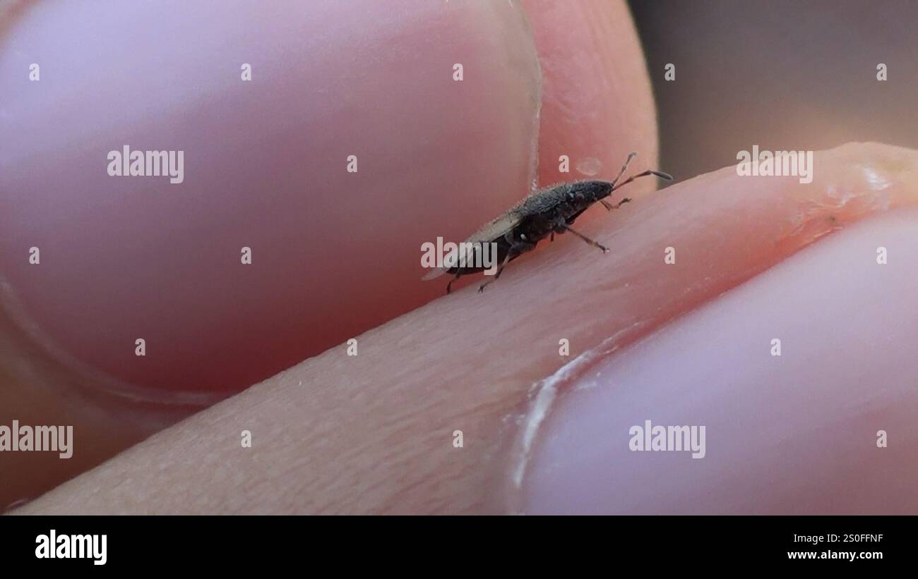 Jonaki Insect Cotton seed bug hi-res stock photography and images - Alamy