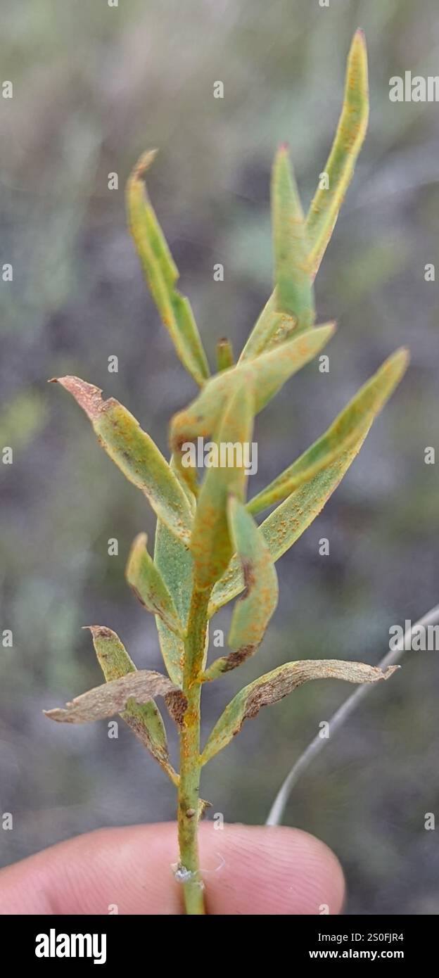 rust fungi (Pucciniales Stock Photo - Alamy