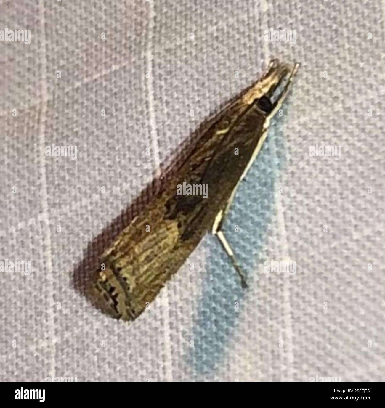 Trissecta Sod Webworm Moth (Pediasia trisecta Stock Photo - Alamy