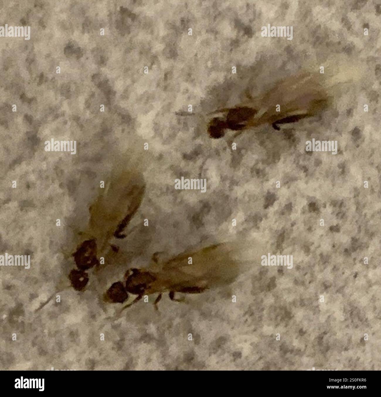 Dark Rover Ant Dark Rover Ant (Brachymyrmex patagonicus Stock Photo - Alamy