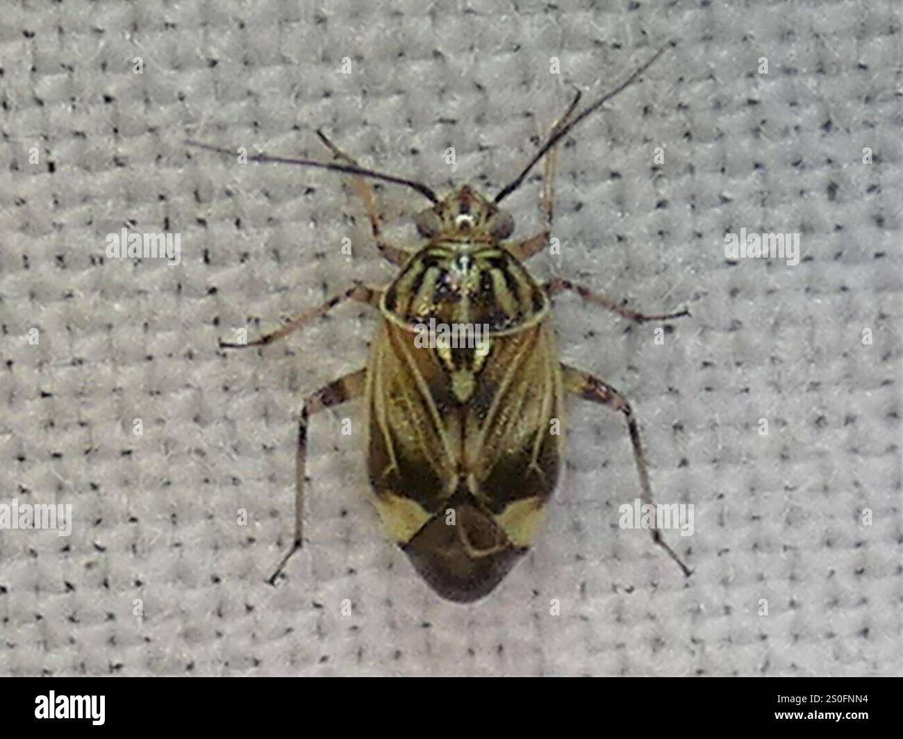 North American Tarnished Plant Bug (Lygus lineolaris Stock Photo - Alamy