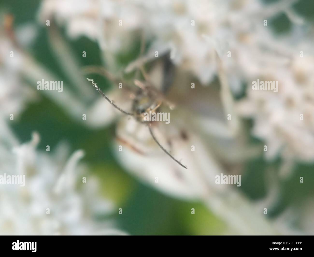 White-banded Crab Spider (Misumenoides formosipes Stock Photo - Alamy