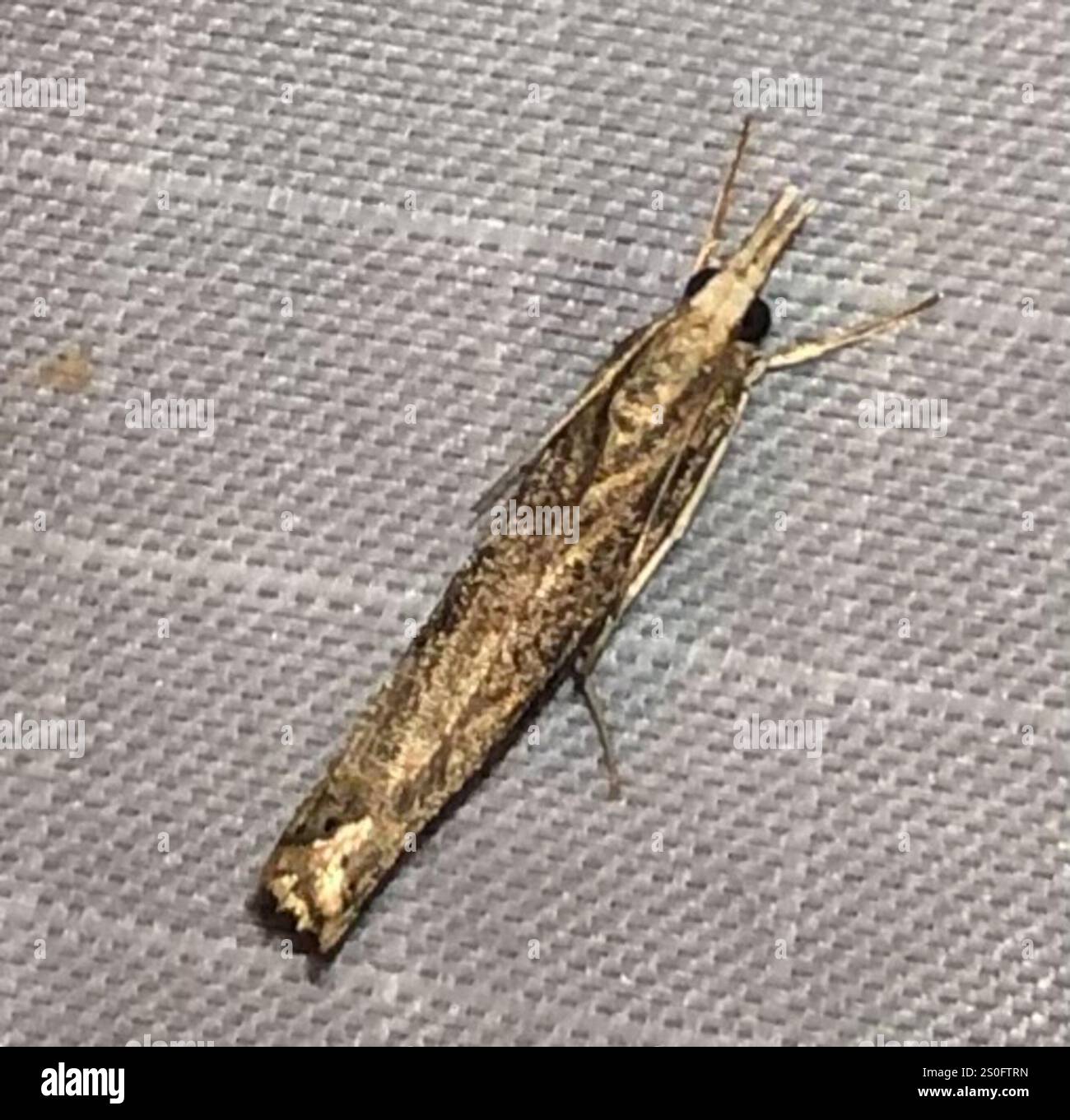Trissecta Sod Webworm Moth (Pediasia trisecta Stock Photo - Alamy