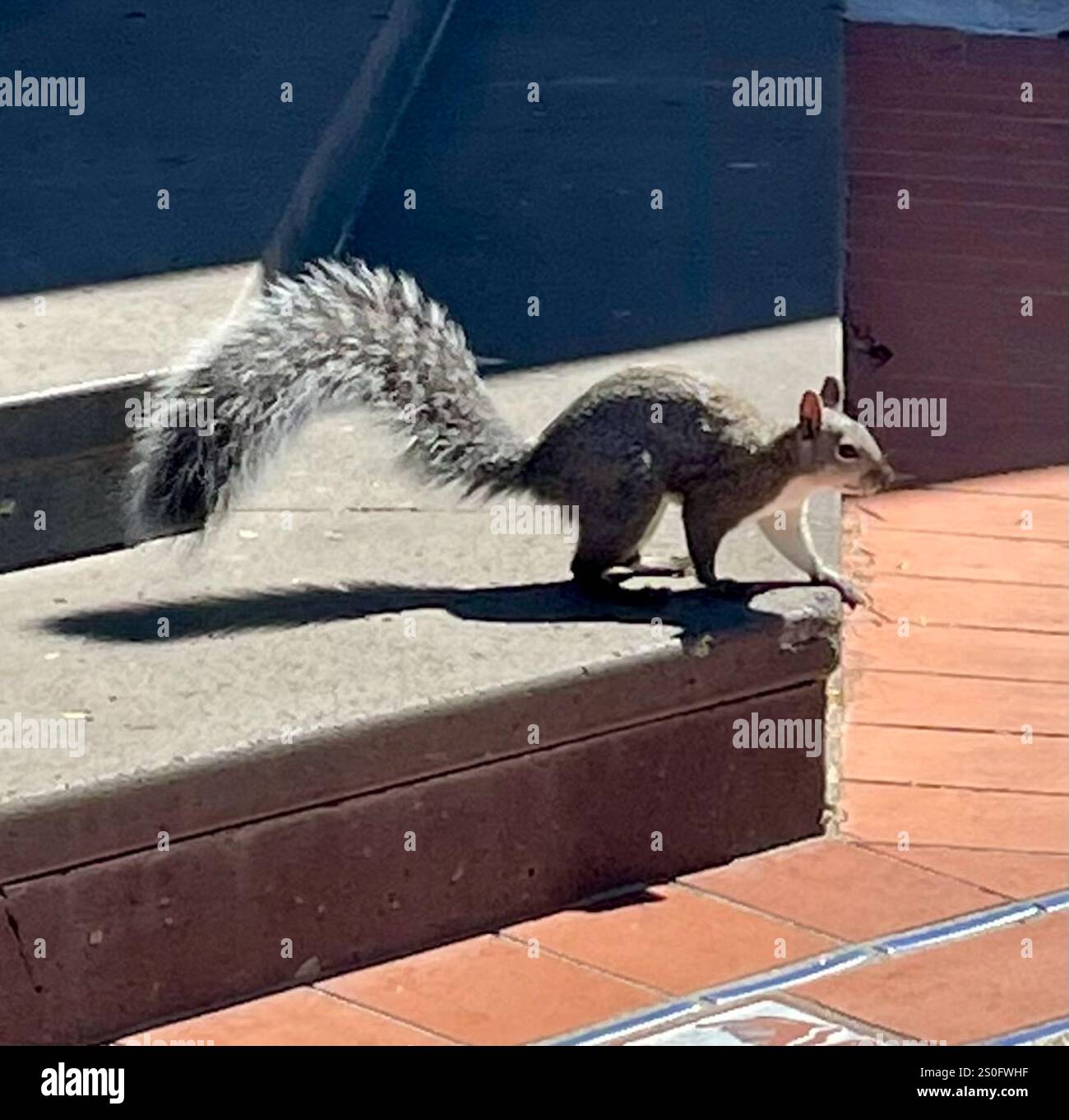 Western Gray Squirrel (Sciurus griseus Stock Photo - Alamy