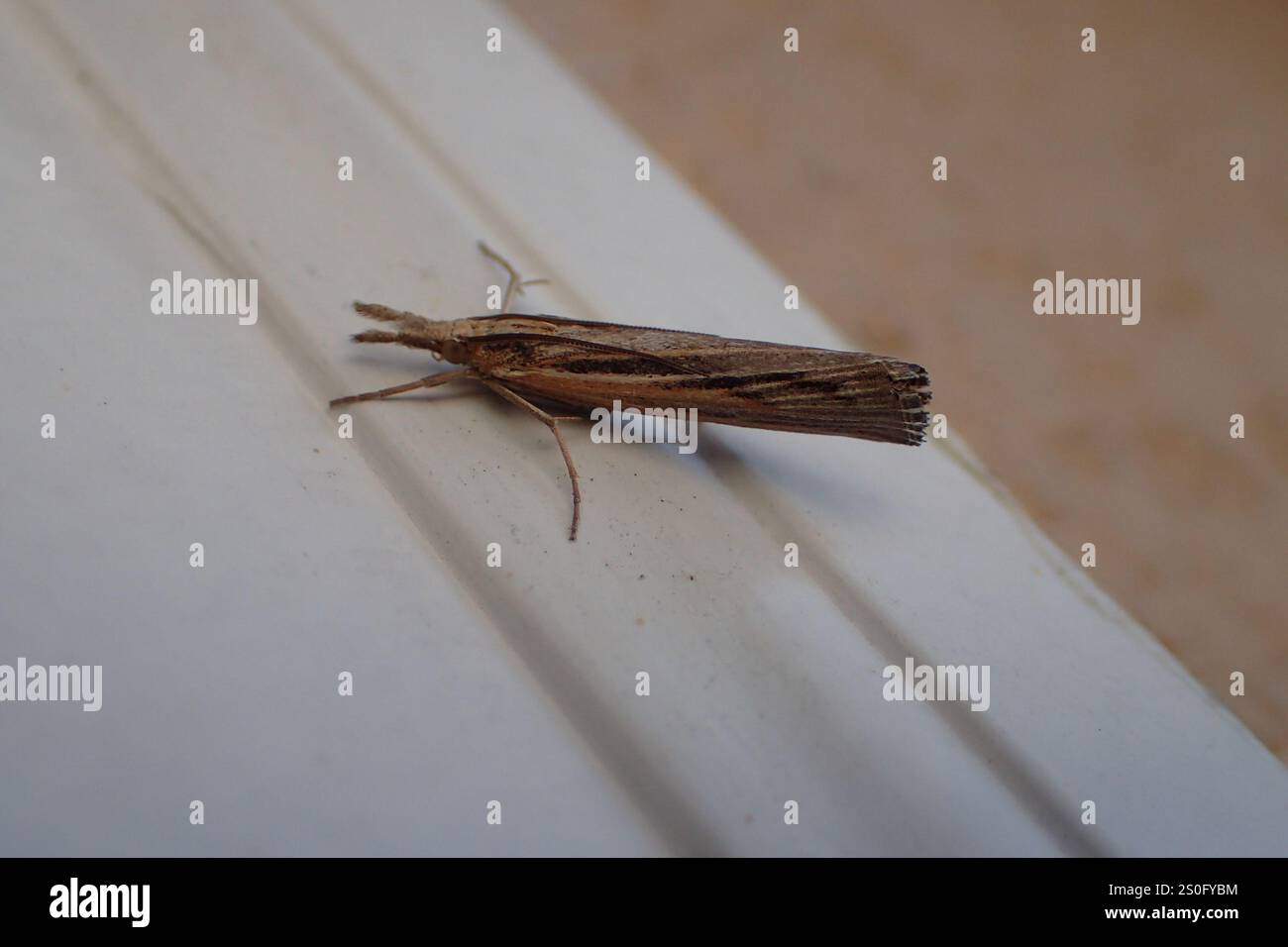 Trissecta Sod Webworm Moth (Pediasia trisecta Stock Photo - Alamy