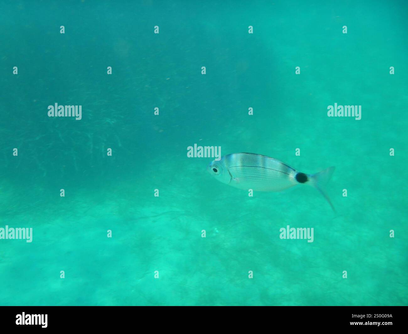 saddled-seabream-oblada-melanurus-stock-photo-alamy
