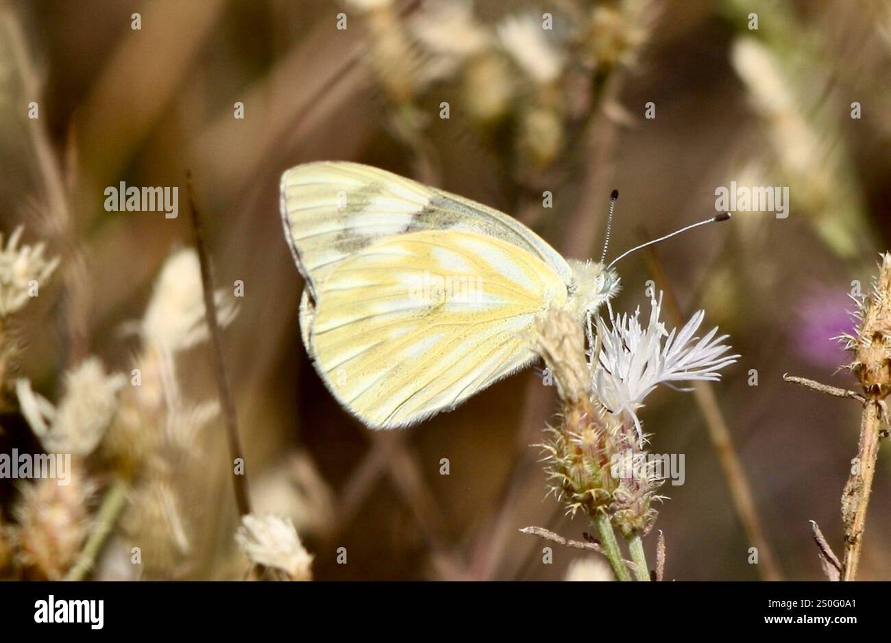 Western White (Pontia occidentalis Stock Photo - Alamy