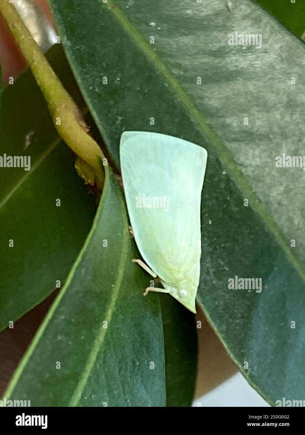 Mango Gopper Mango Planthopper (Colgaroides acuminata Stock Photo - Alamy