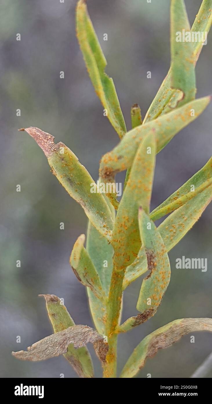 rust fungi (Pucciniales Stock Photo - Alamy
