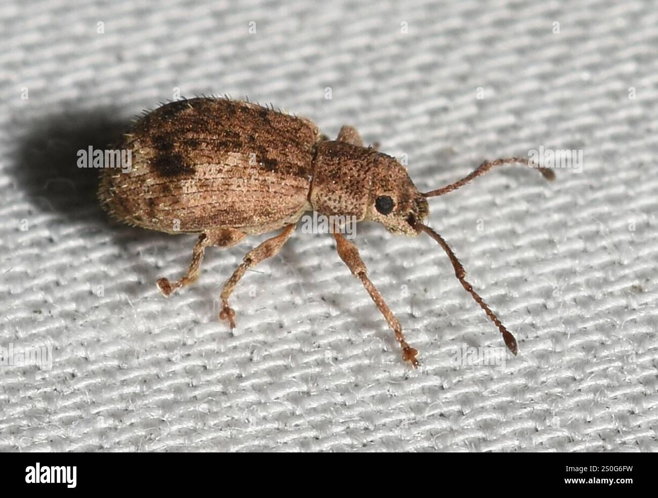 Wheeval Peach weevil hi-res stock photography and images - Alamy