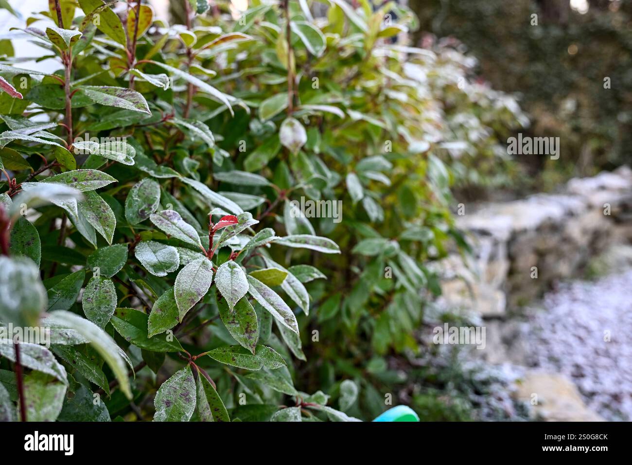 Winter laurel hedge hi-res stock photography and images - Alamy