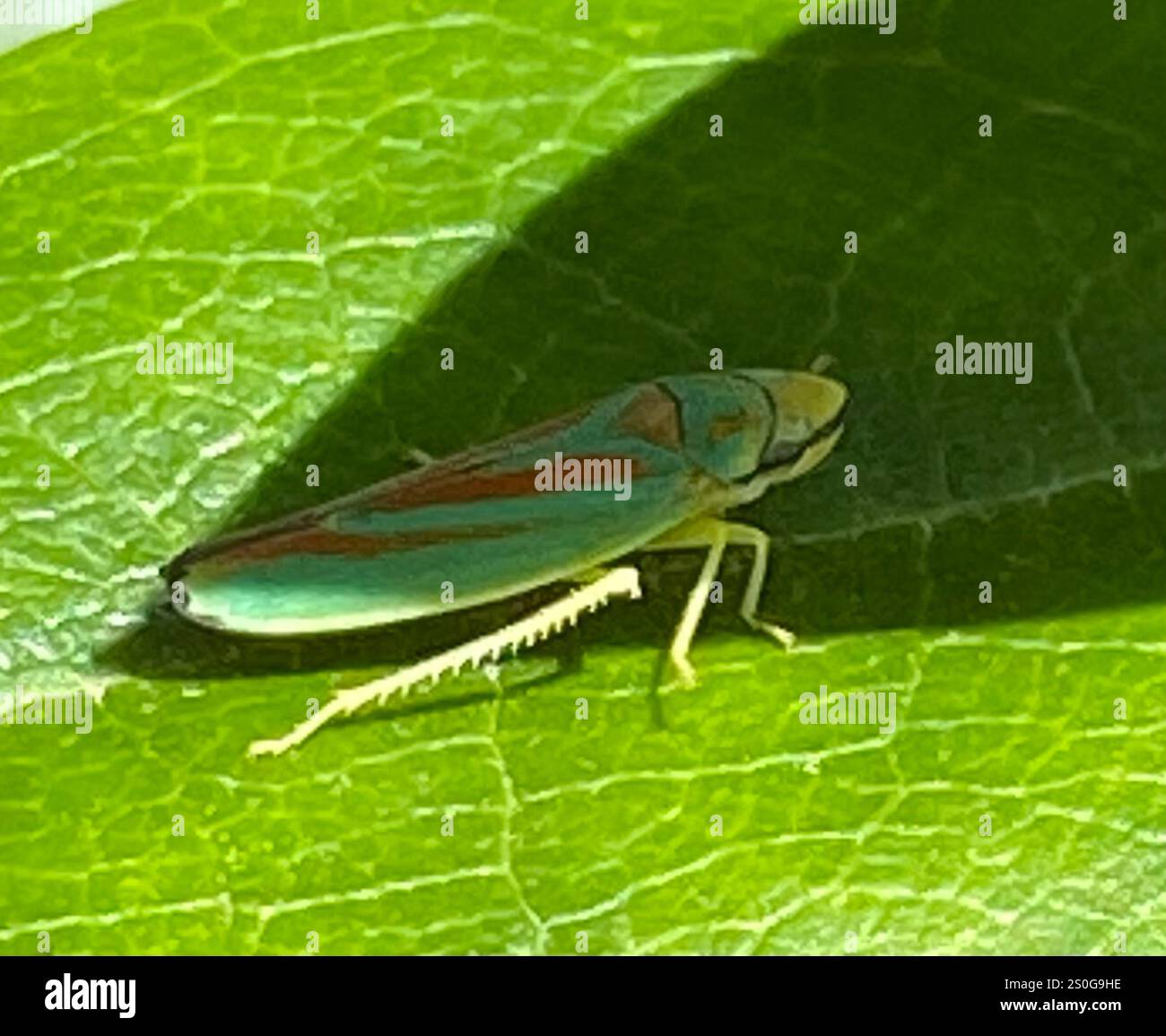 Rhododendron Leafhopper (Graphocephala fennahi Stock Photo - Alamy