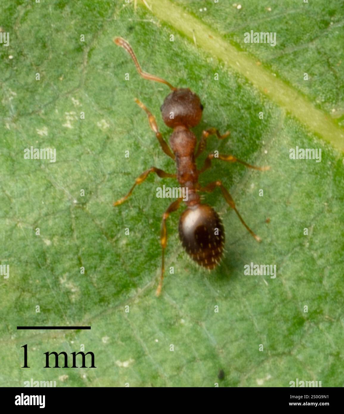 Acorn Ants and Allies (Temnothorax) Stock Photo