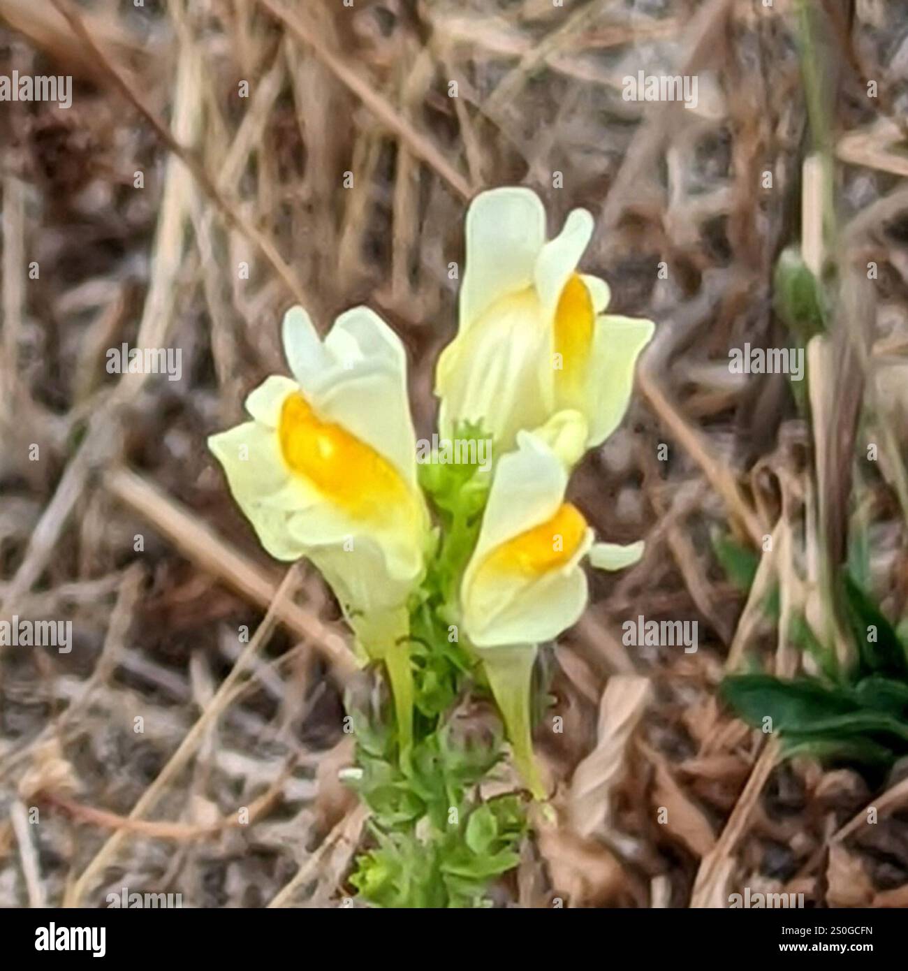 Toad Fls common toadflax (Linaria vulgaris Stock Photo - Alamy