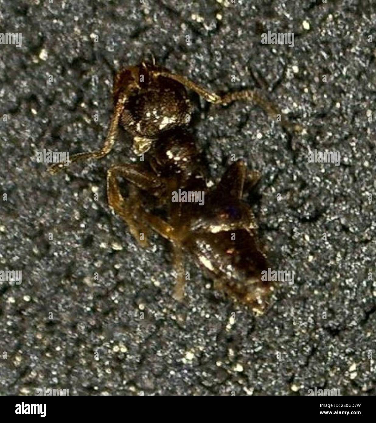 Dark Rover Ant Dark Rover Ant (Brachymyrmex patagonicus Stock Photo - Alamy