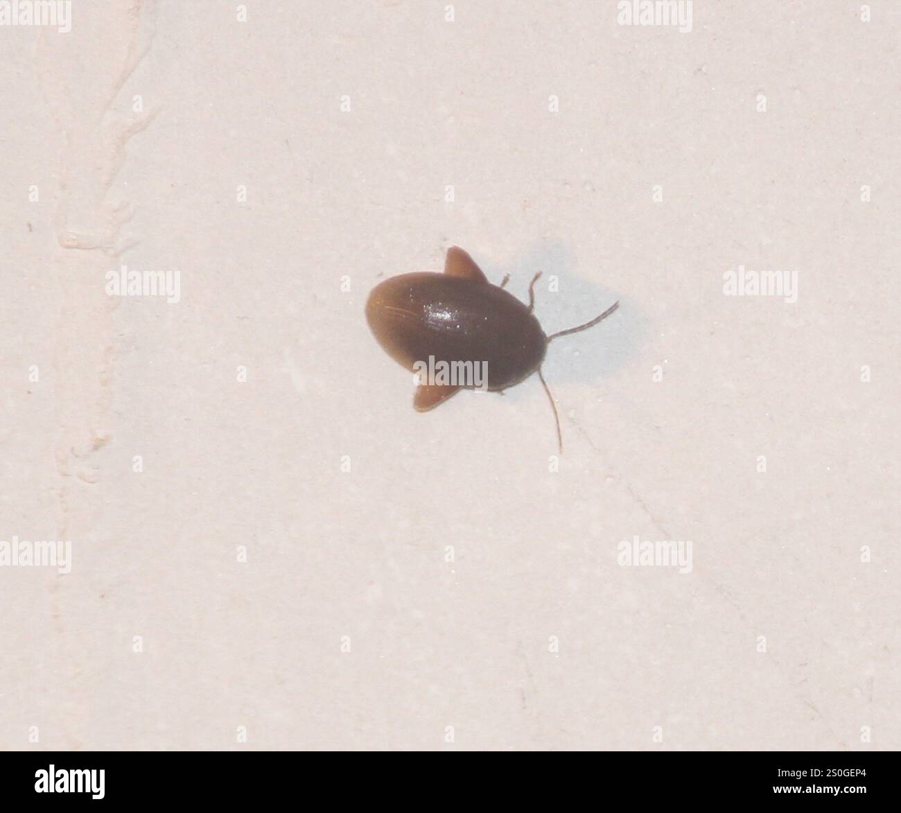 Marsh Beetles (Scirtidae Stock Photo - Alamy
