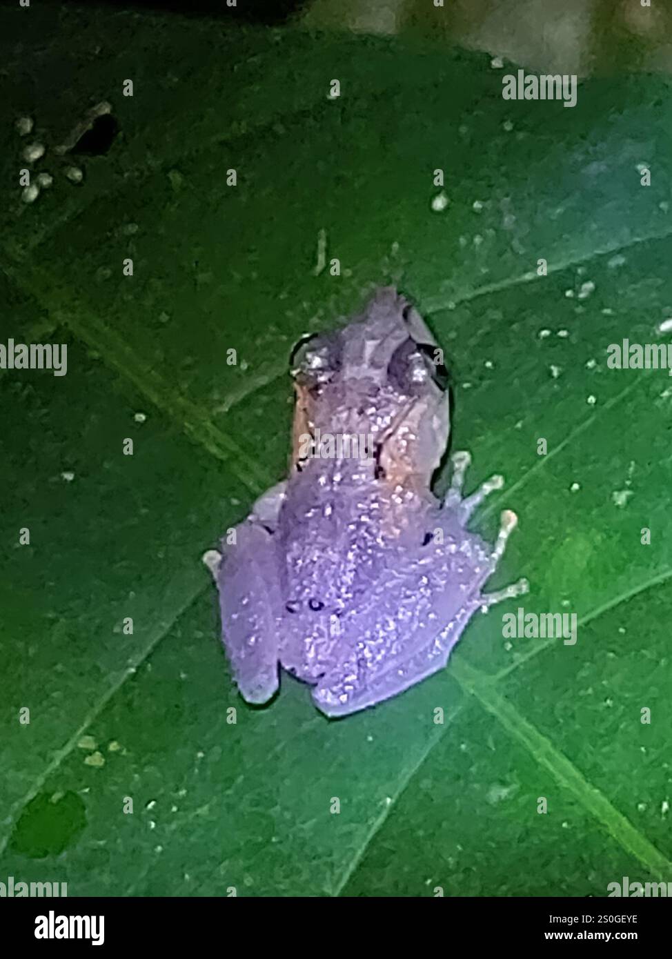 New Frog Species Pristimantis Milpe Discovered After 100 Years of Misidentification
