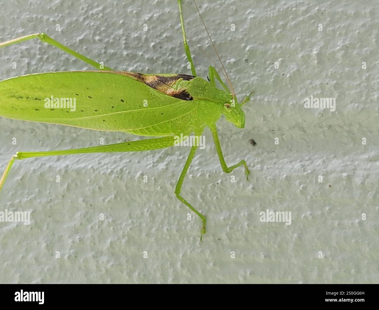 Oblong-winged Katydid (Amblycorypha oblongifolia Stock Photo - Alamy