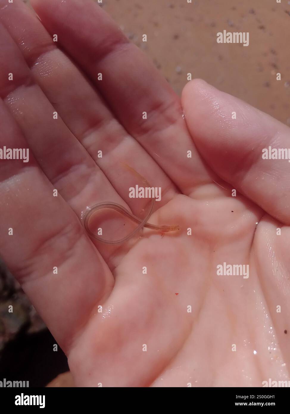 Snake Eels (Ophichthidae) Stock Photo