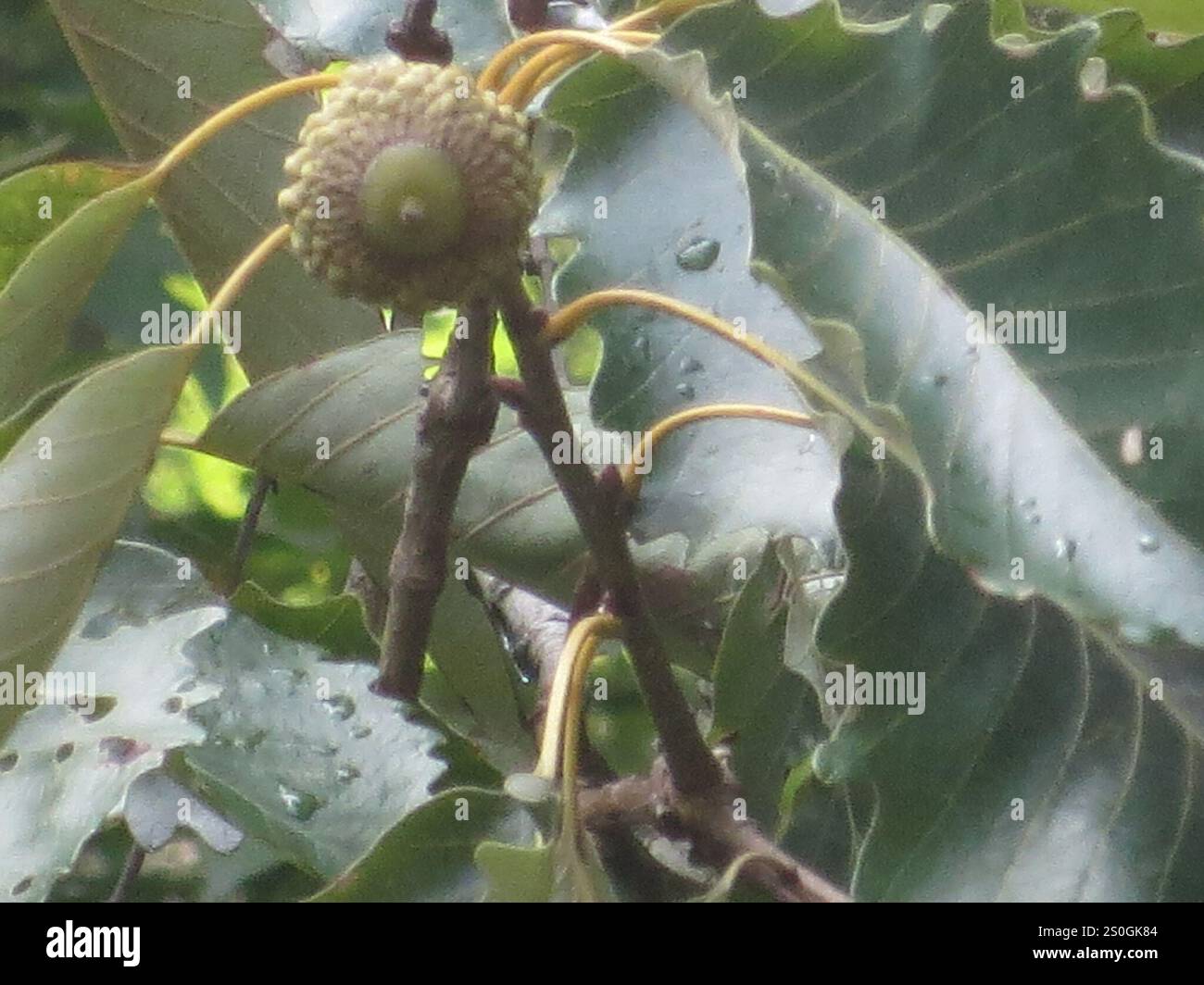 swamp chestnut oak (Quercus michauxii Stock Photo - Alamy