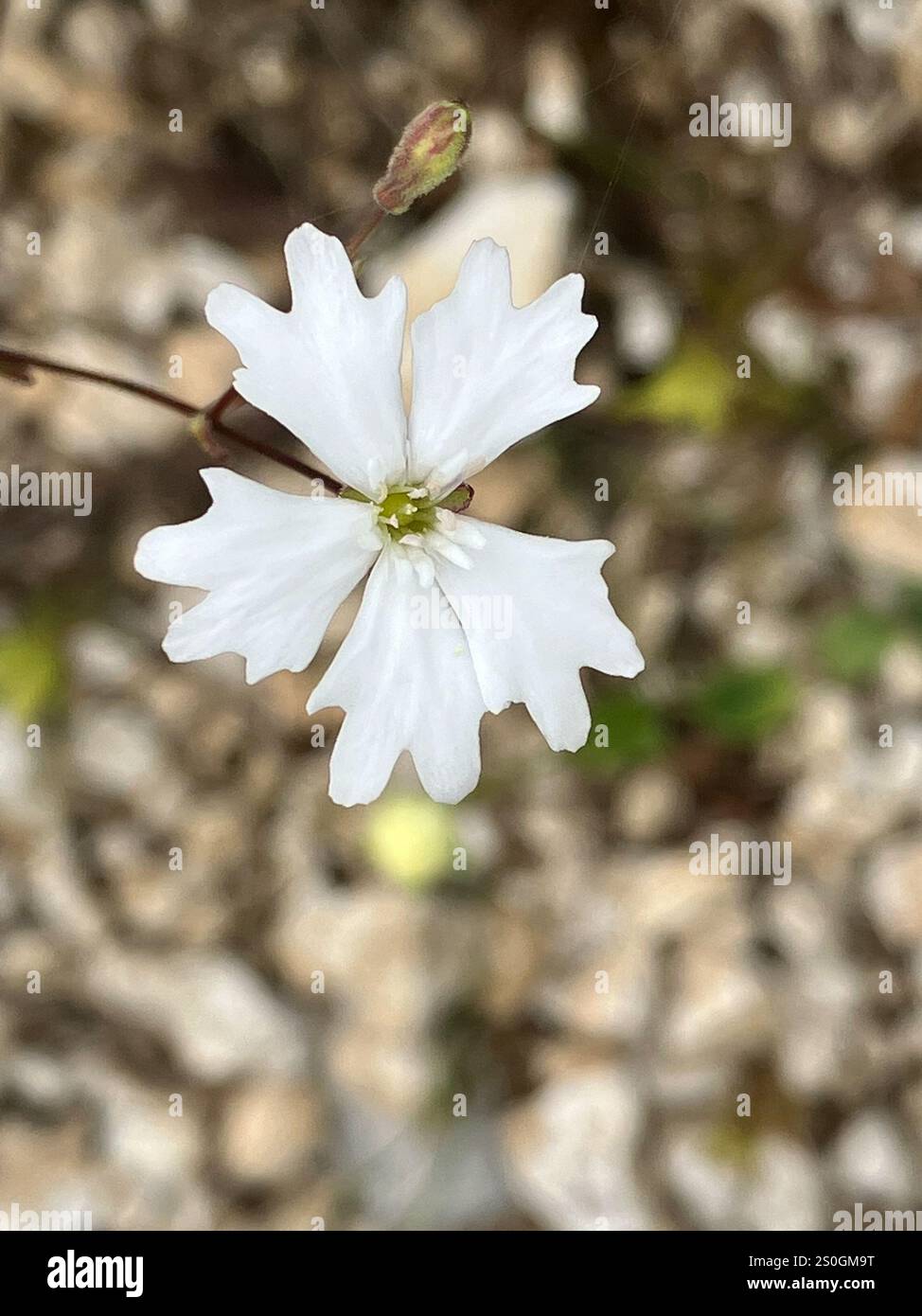 alpine catchfly (Heliosperma pusillum Stock Photo - Alamy