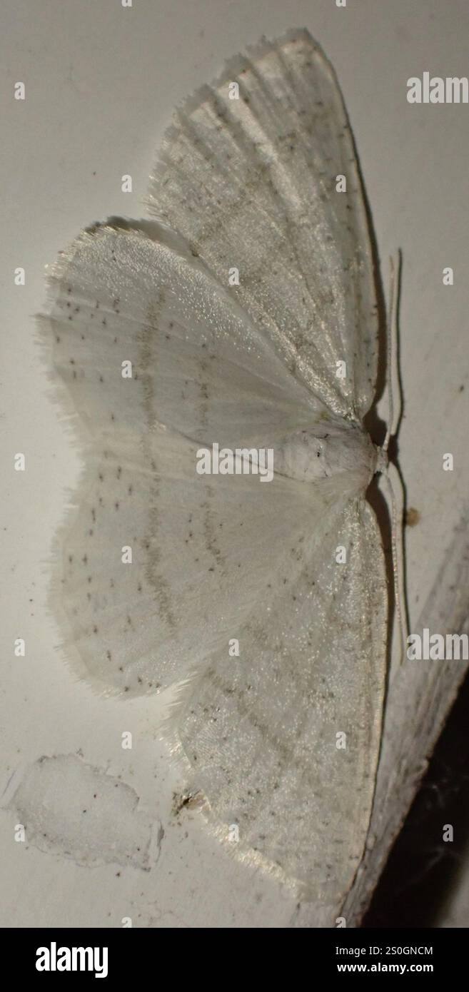 Common White Wave (Cabera pusaria Stock Photo - Alamy
