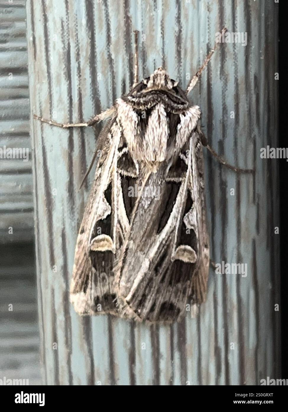 Dingy Insect Dingy Cutworm Moth (Feltia jaculifera Stock Photo - Alamy