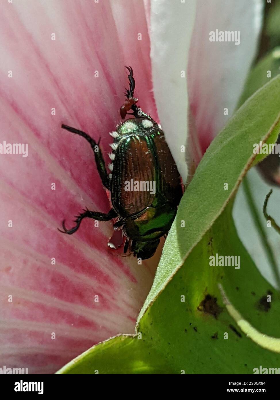 Japanese Beetle (Popillia japonica Stock Photo - Alamy