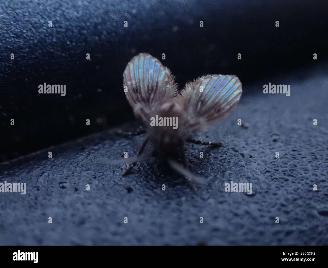 Bathroom Moth Fly (Clogmia albipunctata Stock Photo - Alamy