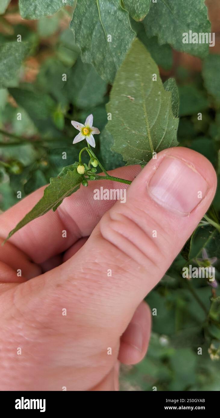 Black Nightshade Complex (Solanum nigrum Stock Photo - Alamy