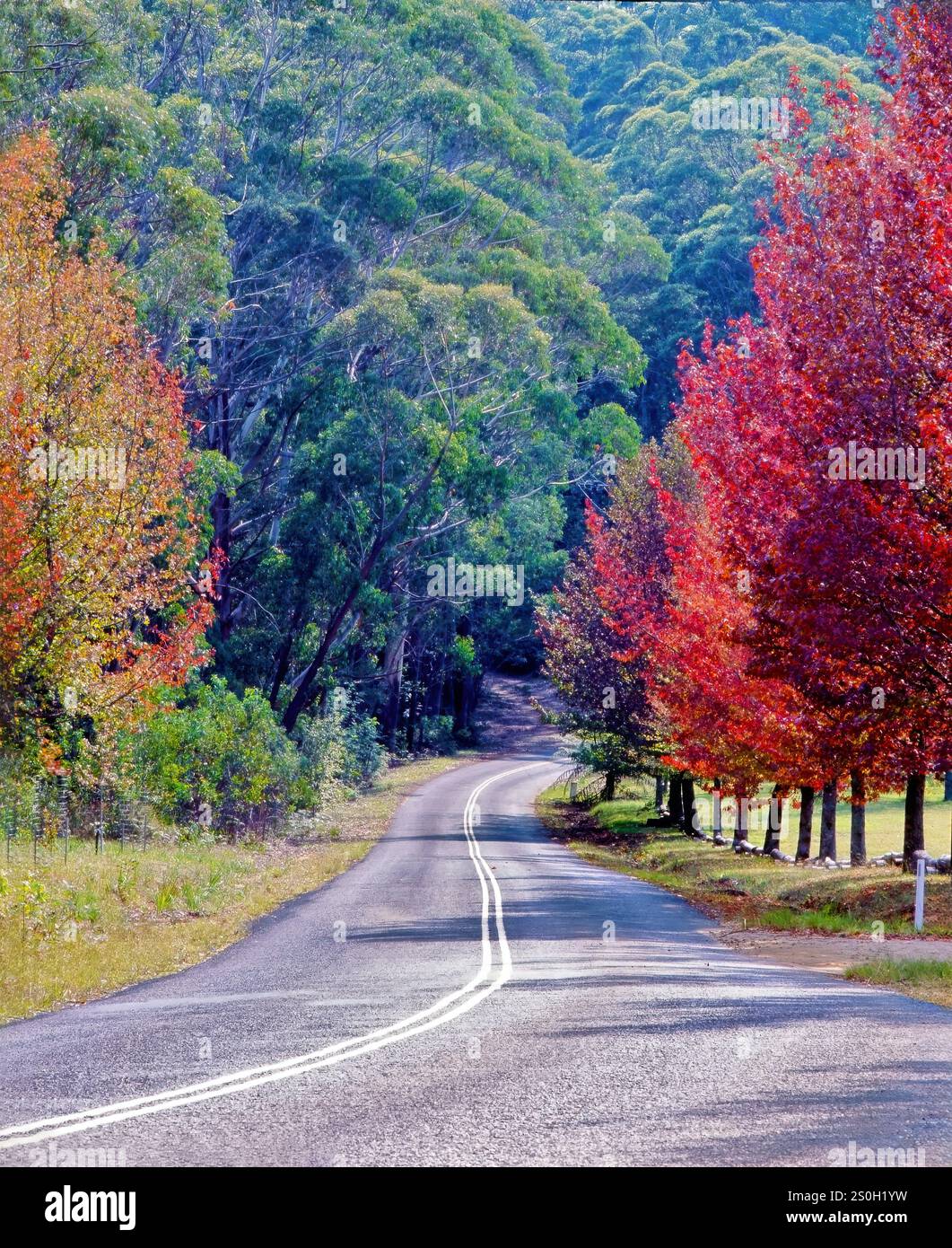 A tree lined winding road in the Blue Mountains, New South Wales Australia. Stock Photo