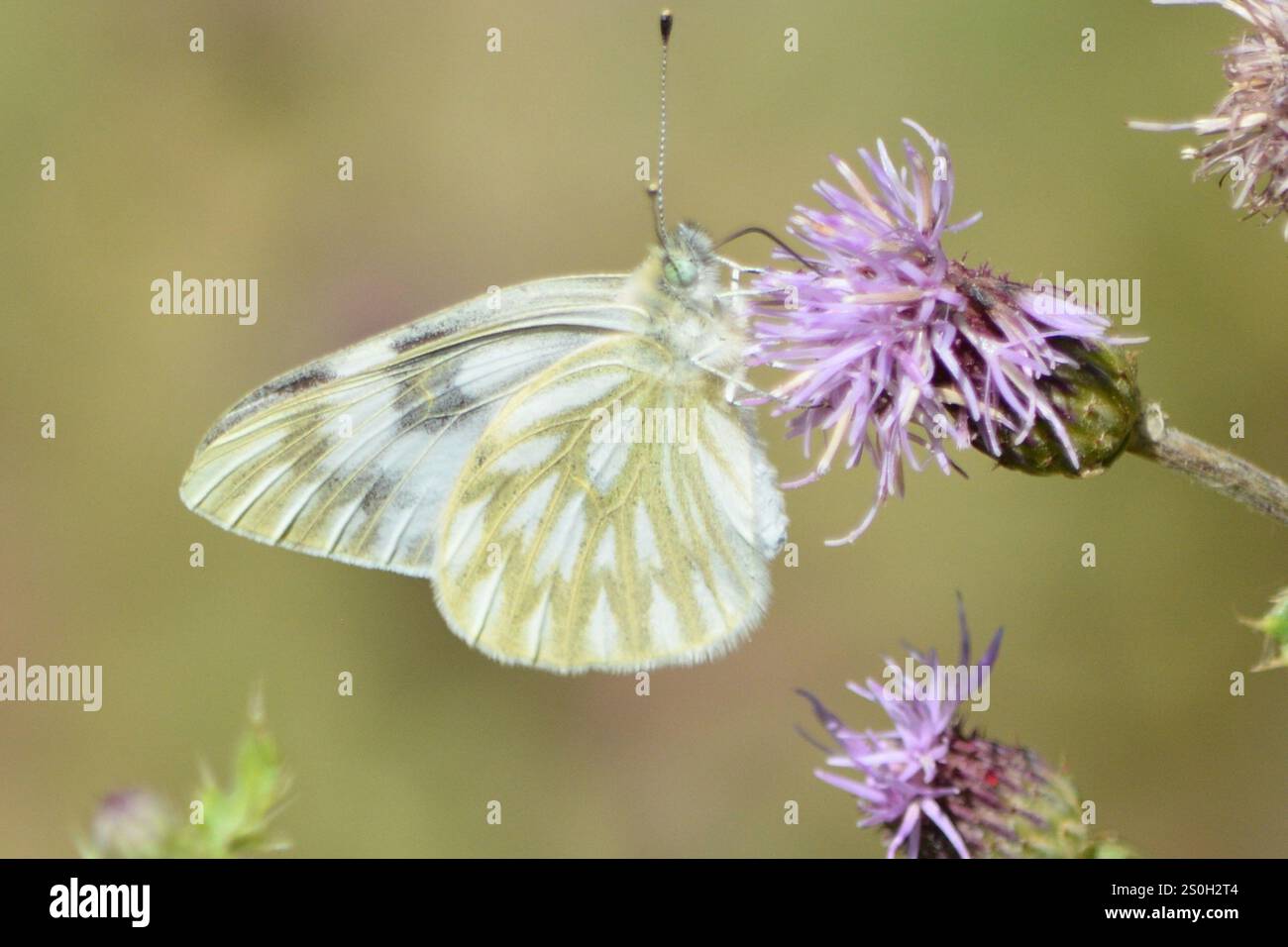 Western White (Pontia occidentalis Stock Photo - Alamy