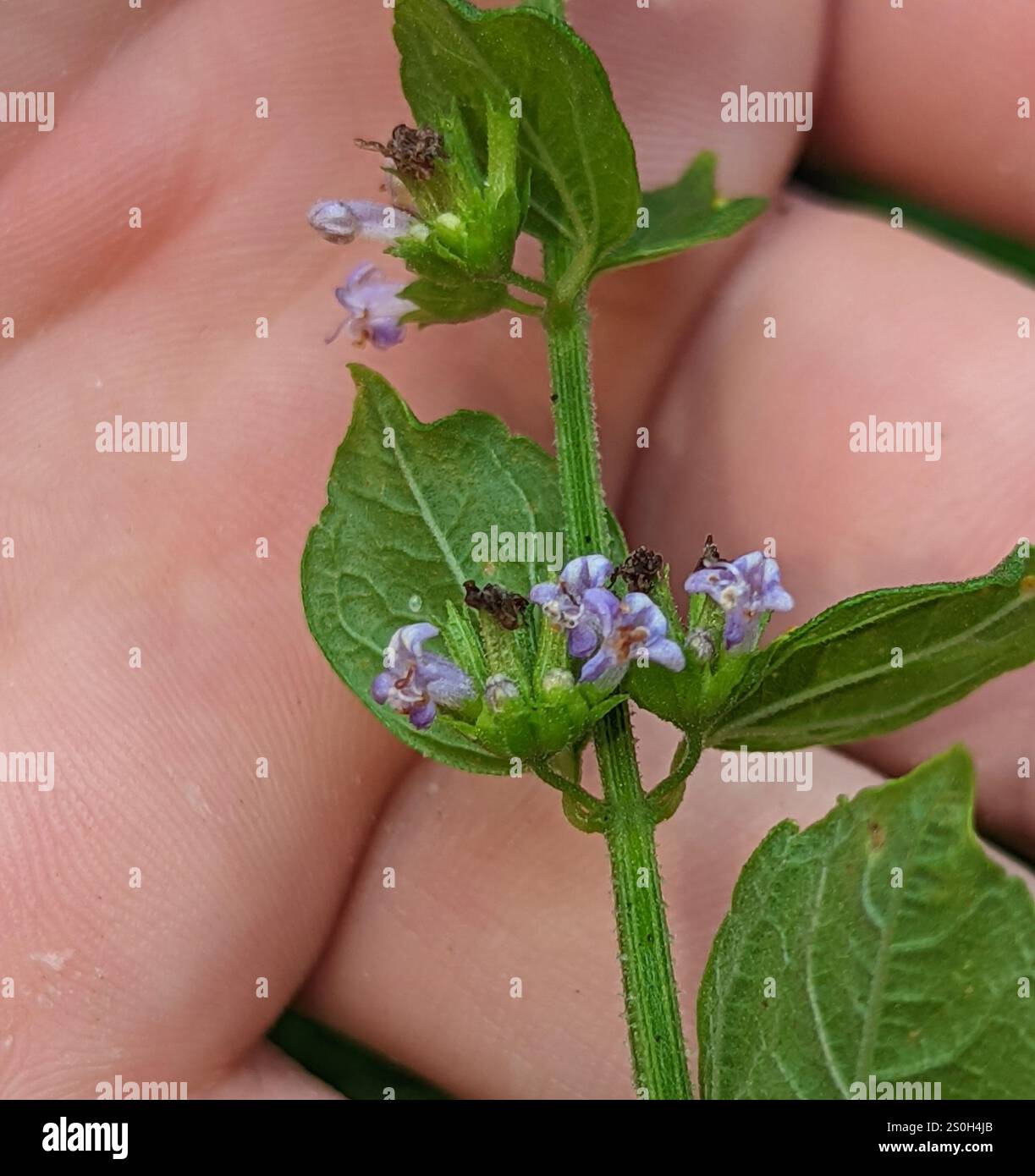 Bushmint Tropical Bushmint (Hyptis mutabilis Stock Photo - Alamy
