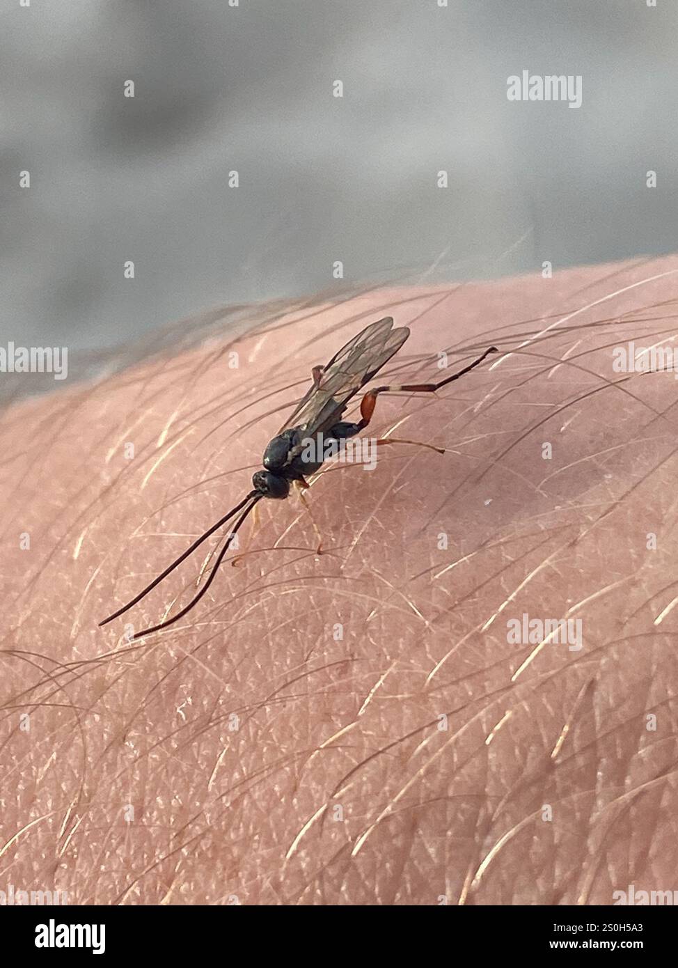 Common Hover Fly Parasitoid Wasp (Diplazon laetatorius Stock Photo - Alamy