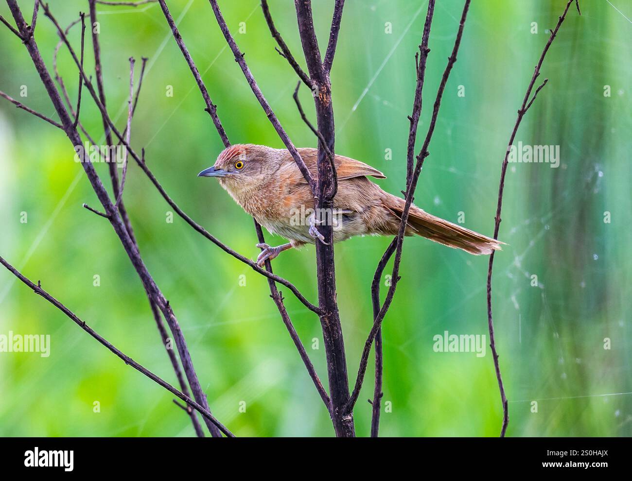 A Freckle-breasted Thornbird (Phacellodomus striaticollis) perched on a tree. State of Rio Grande do Sul, Brazil. Stock Photo