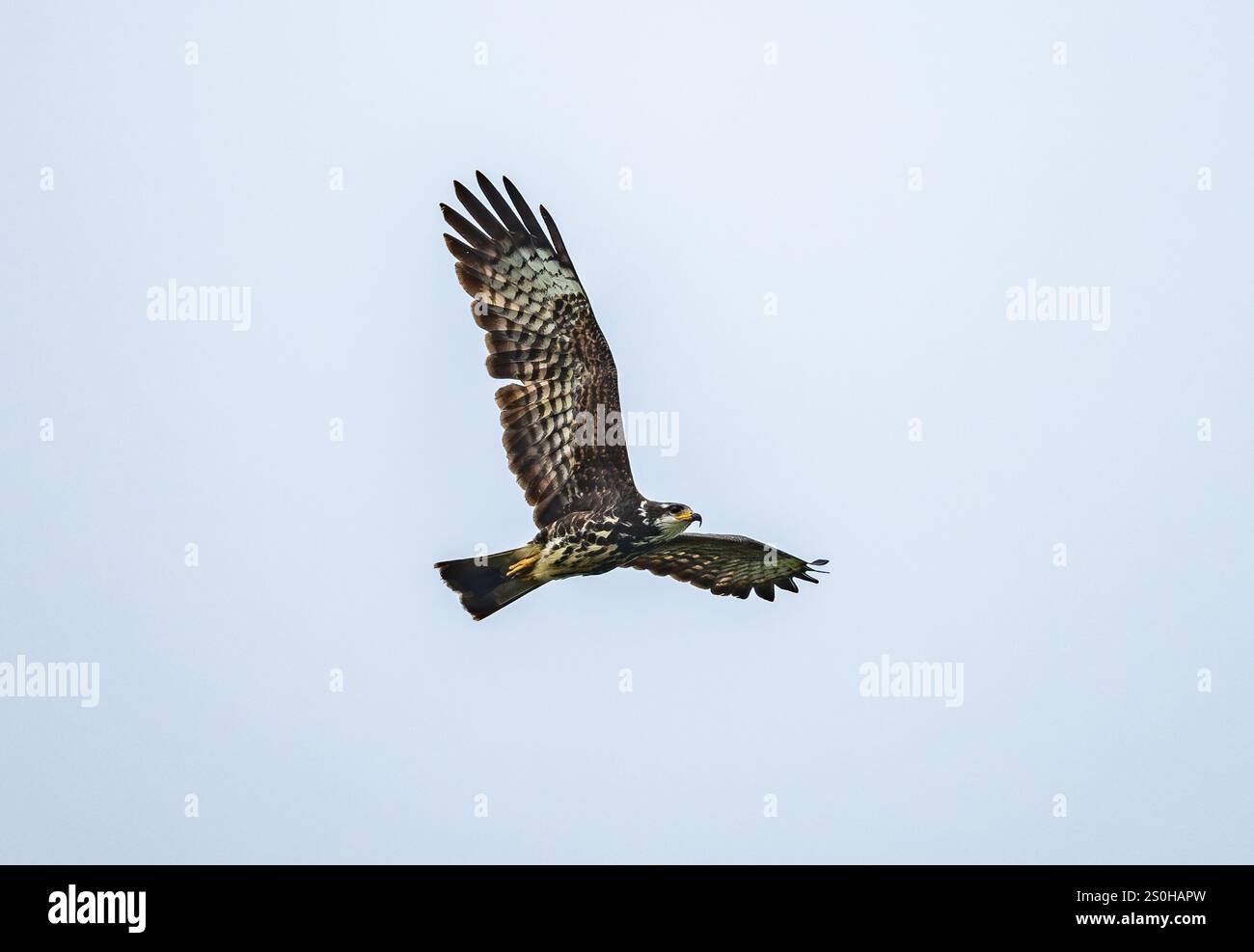 An immature Snail Kite (Rostrhamus sociabilis) flying over. State of Rio Grande do Sul, Brazil. Stock Photo