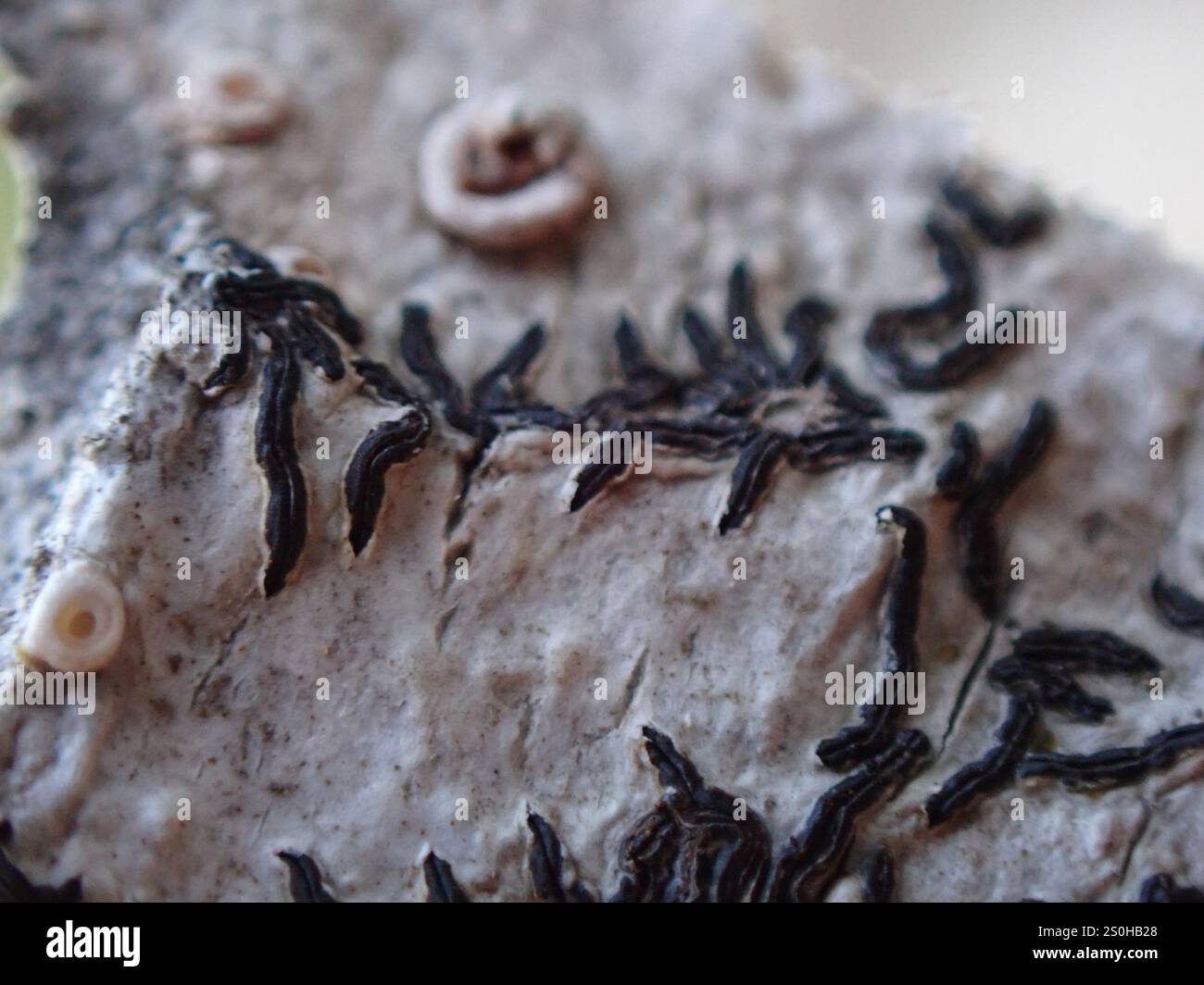 Common Script Lichen (Graphis scripta Stock Photo - Alamy