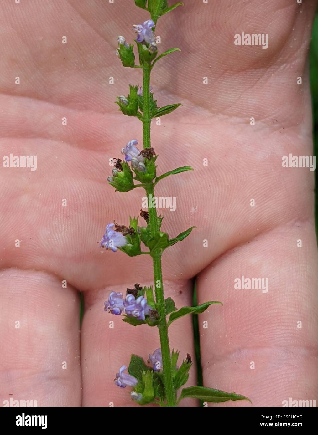 Bushmint Tropical Bushmint (Hyptis mutabilis Stock Photo - Alamy