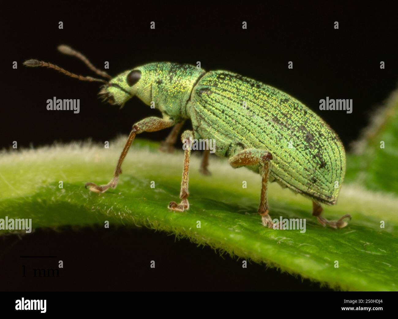 Green Immigrant Leaf Weevil (Polydrusus formosus Stock Photo - Alamy
