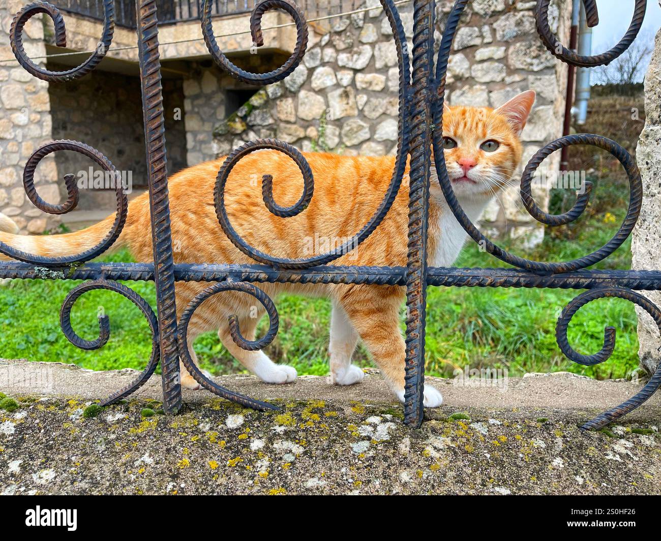 Tabby and white cat behind an iron fence Stock Photo - Alamy