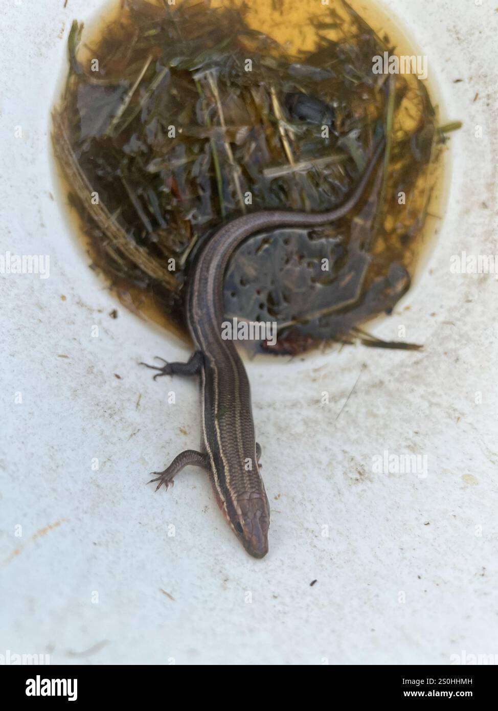 Common Five-lined Skink (Plestiodon fasciatus) Stock Photo