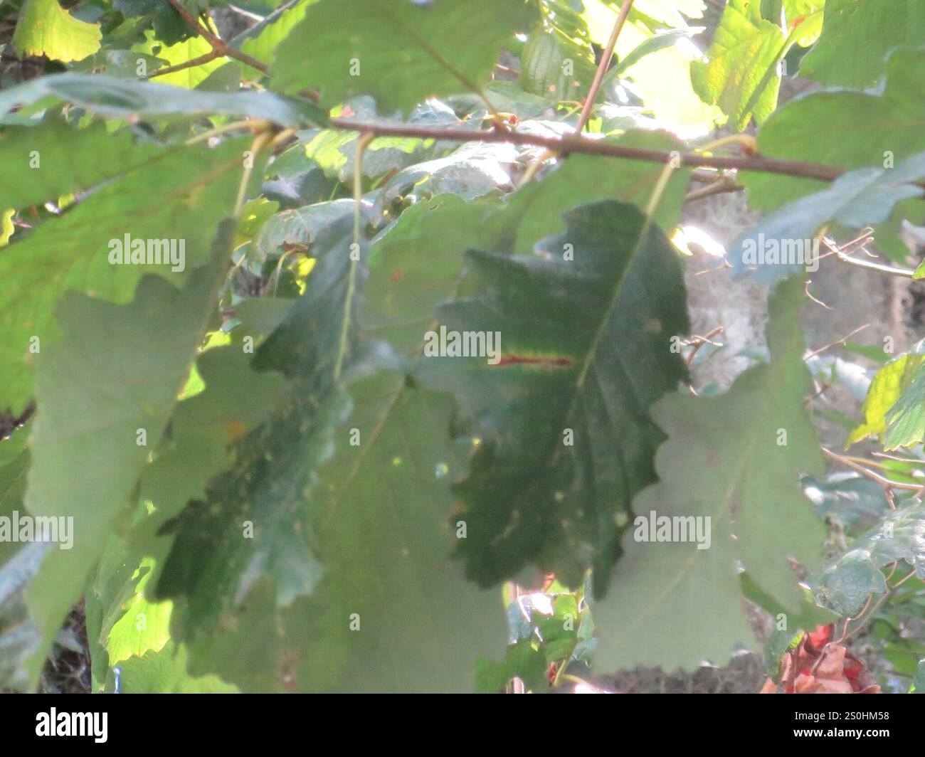 swamp chestnut oak (Quercus michauxii Stock Photo - Alamy
