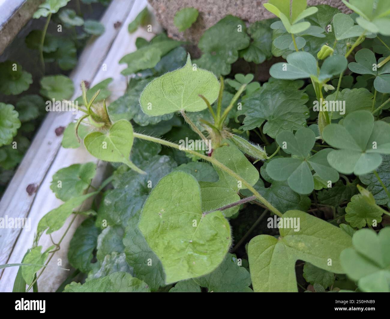 Morning glory (Ipomoea hederacea) - Visione Curativa