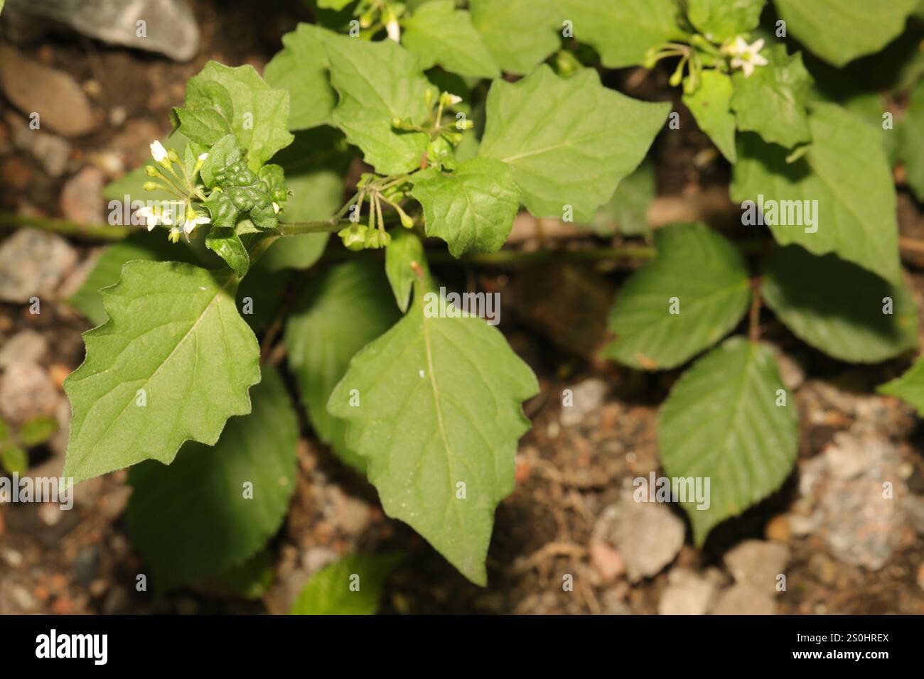 black nightshade (Solanum nigrum Stock Photo - Alamy