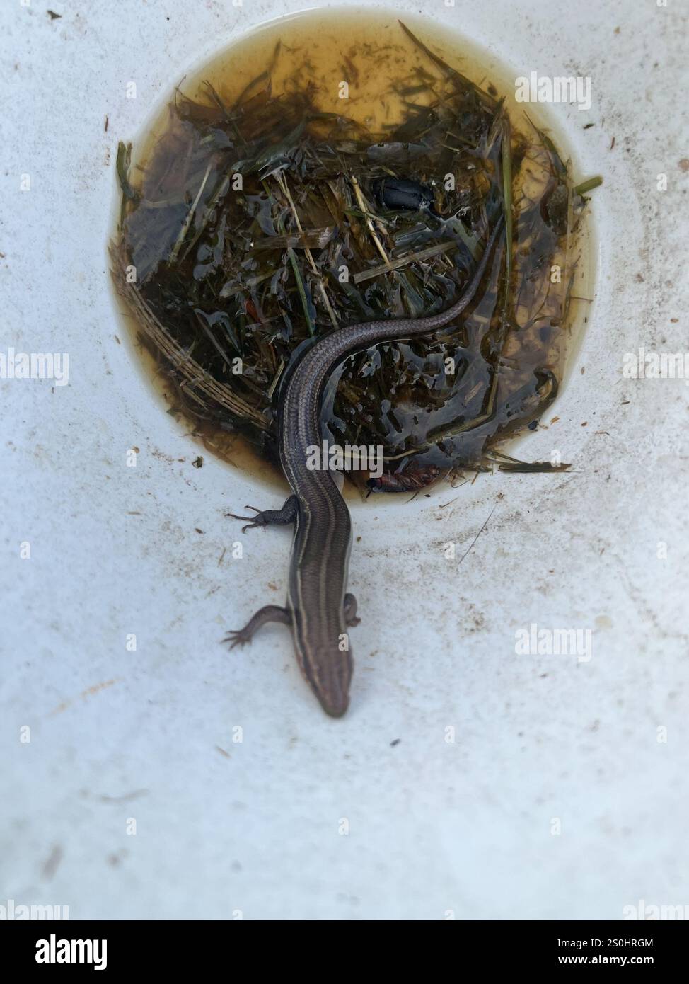 Common Five-lined Skink (Plestiodon fasciatus) Stock Photo