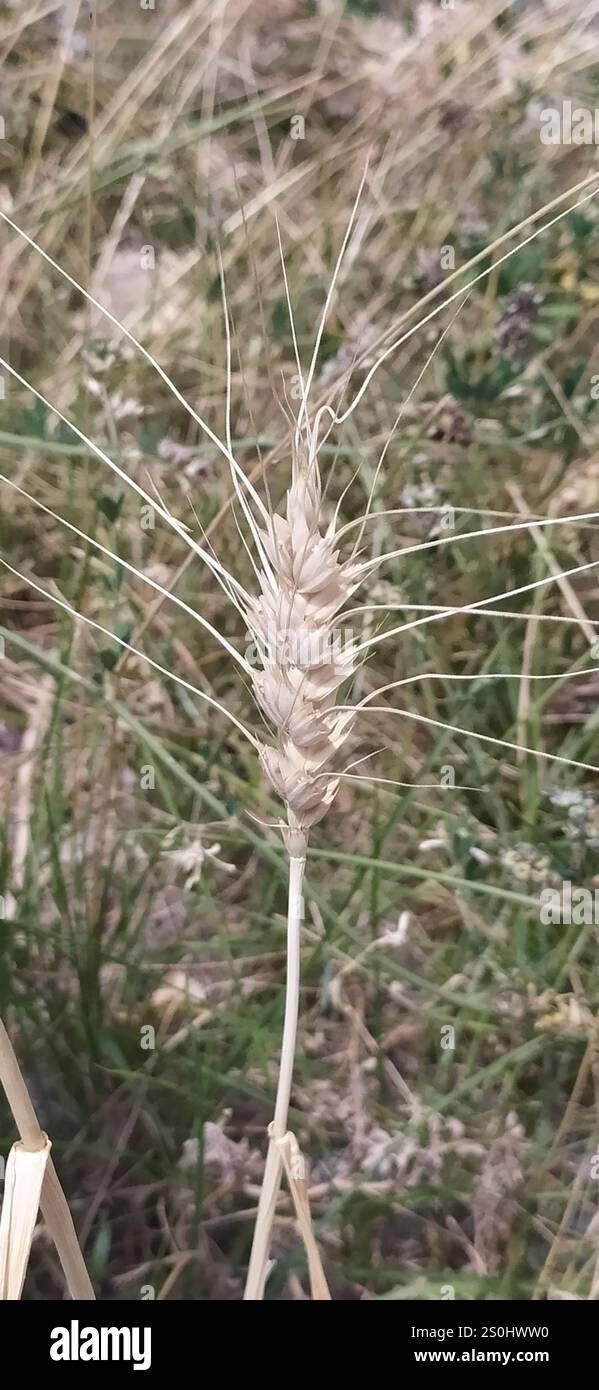 Bread Wheat (Triticum aestivum Stock Photo - Alamy