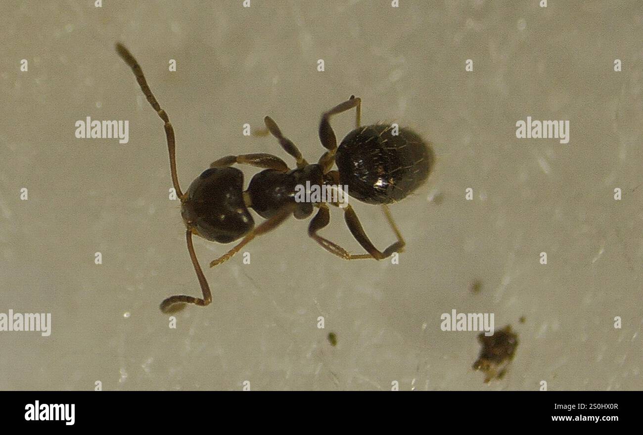 Dark Rover Ant Dark Rover Ant (Brachymyrmex patagonicus Stock Photo - Alamy