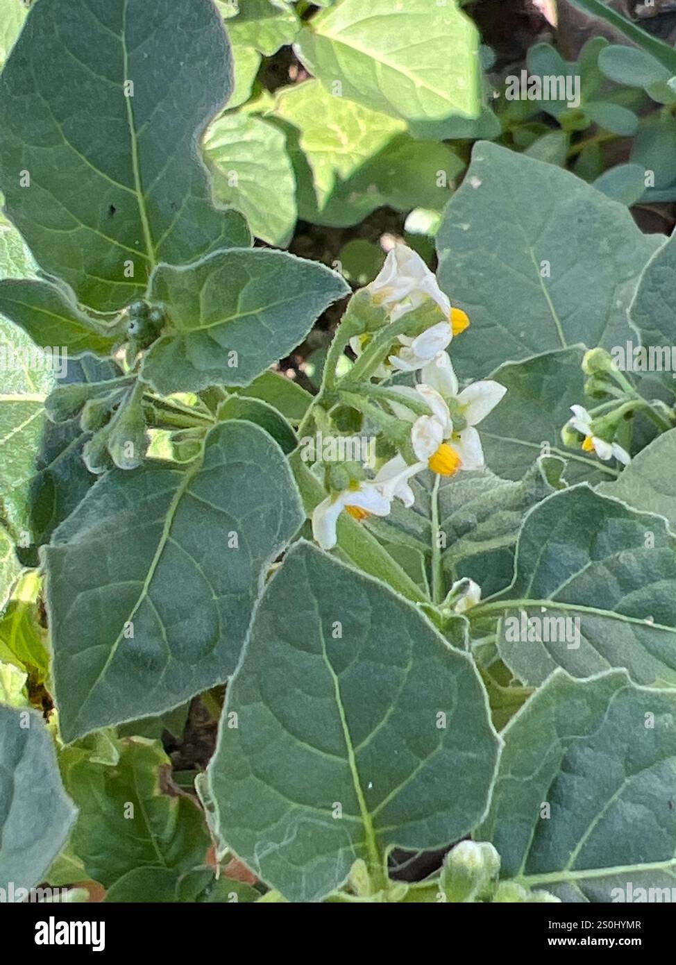 Black Nightshade Complex (Solanum nigrum Stock Photo - Alamy