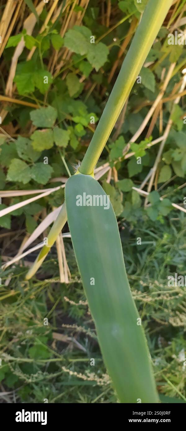 European reed (Phragmites australis australis Stock Photo - Alamy